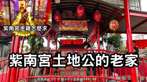 金雞怎麼養|紫南宮》求到金雞怎麼擺財位？要放茶水、生米｜瘋神 